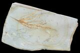 Fossil Cypress Leaf (Taxodium) - Montana #101885-1